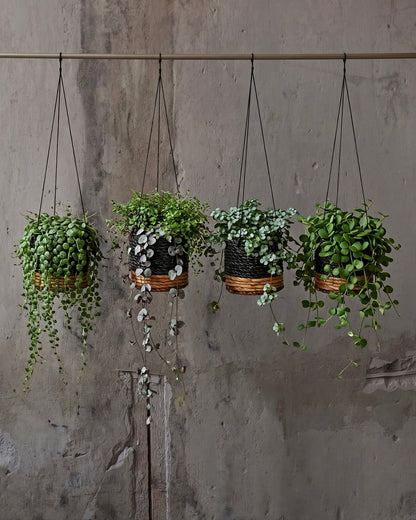 Hanger voor bananenplant - natuurlijk zwart - S
